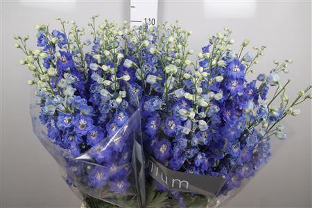 <h4>Delphinium DU 'Delphis Blue Emeral'</h4>
