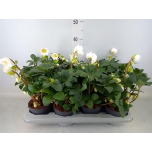 Helleborus   ...