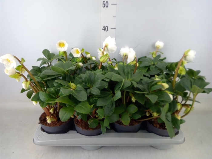 <h4>Helleborus   ...</h4>