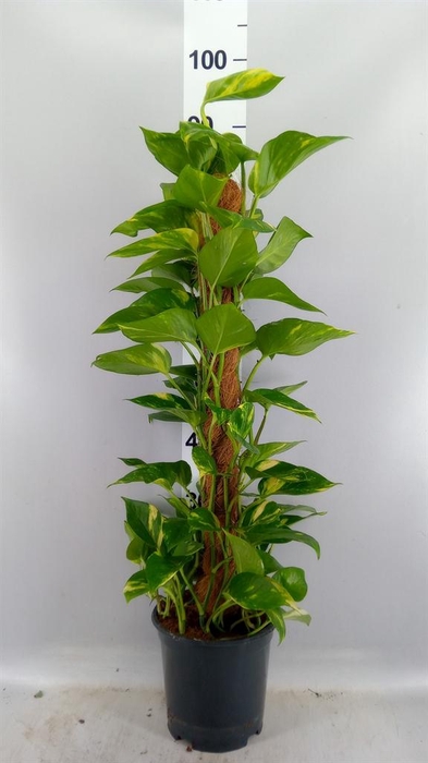 <h4>Epipremnum pinn.   ...moss stick</h4>