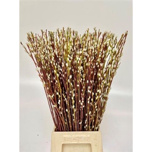 Salix Wilgenkatjes 70cm P Stem