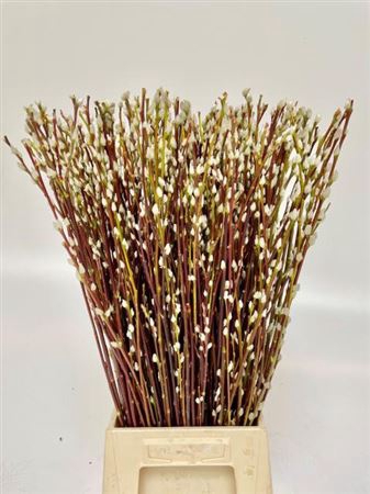 <h4>T Salix Wilgenkatjes 70cm</h4>