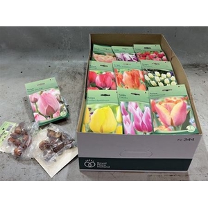 arr8 Bloembol Tulipa Mixbox