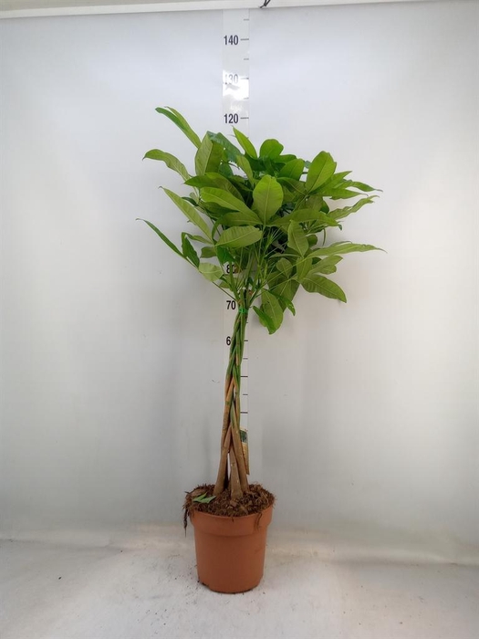 <h4>Pachira aquatica</h4>