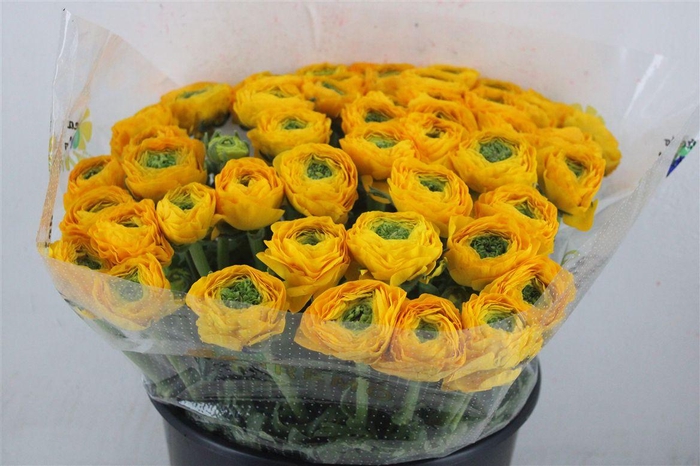 <h4>Ran Cloni Sup Omega</h4>