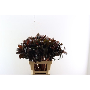 Cordyline Purple Compactum 70cm