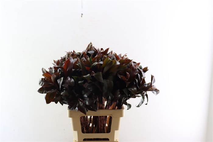 <h4>Cordyline Purple Compactum 70cm</h4>