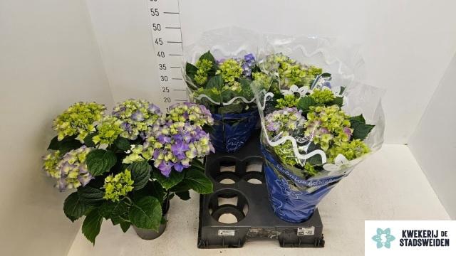 <h4>HYDR M EARLY BLUE</h4>