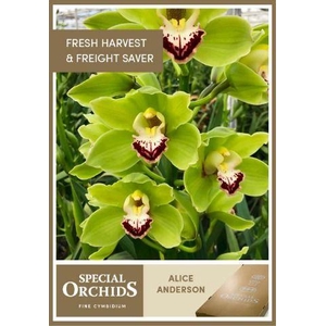 ALICE ANDERSON 49ER .