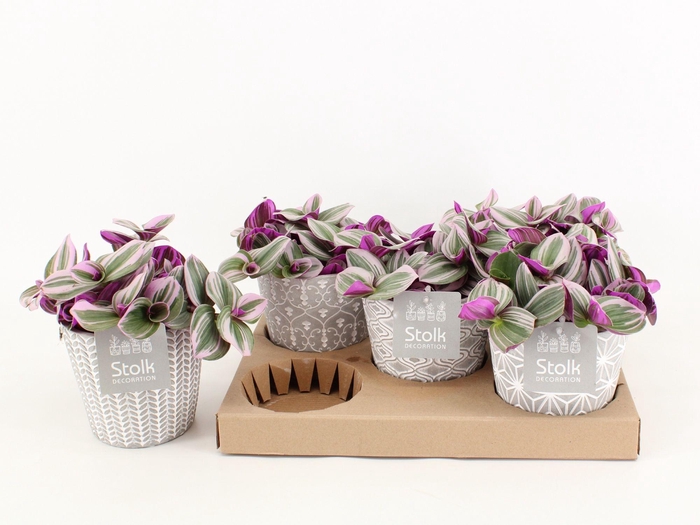 <h4>Trad Nanouk Keramiek Star</h4>