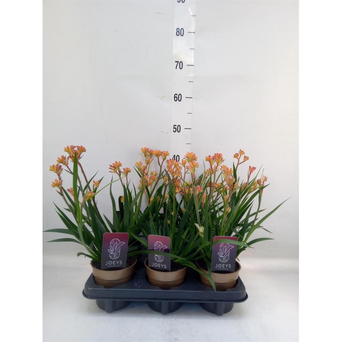 <h4>Anigozanthos   ...</h4>