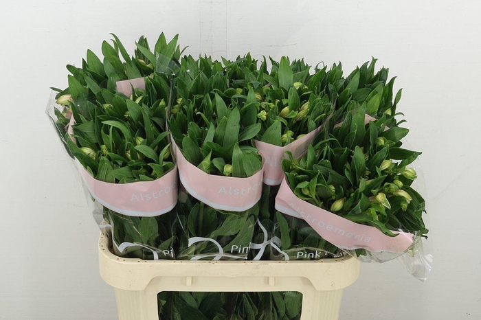 <h4>Alstr Pink Floyd</h4>