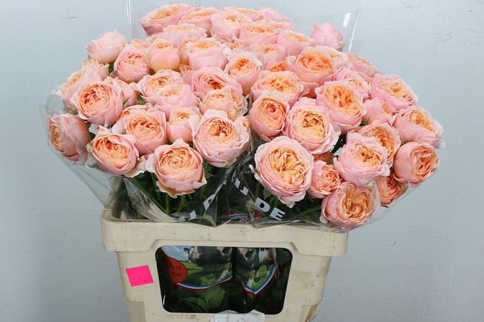 <h4>Rosa TR 'Keijsers Coral'</h4>