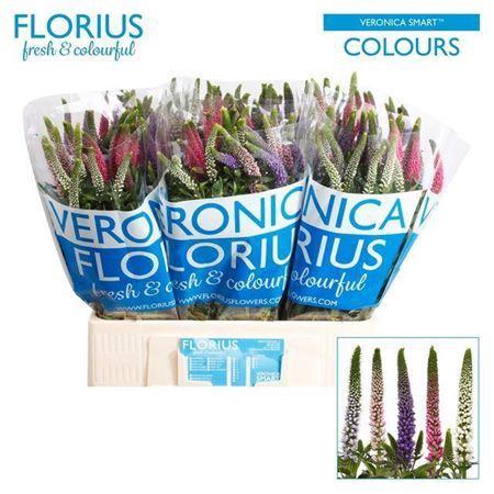<h4>Veronica Smart Colors Mixed</h4>