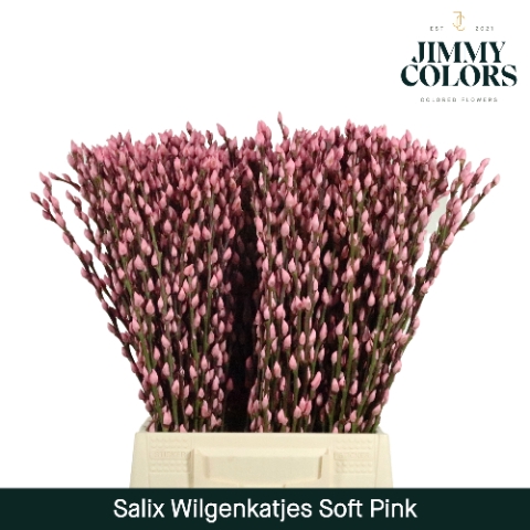 <h4>Salix Katjes L50 Klbh. Licht Roze</h4>