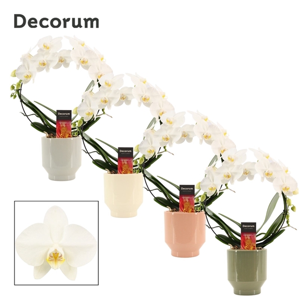 <h4>Phalaenopsis boog wit in Pato (Deco-collection) SKK</h4>