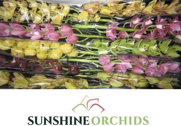 <h4>CYMB MI GEM</h4>