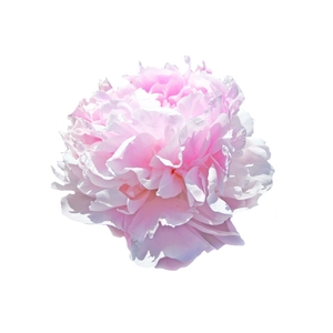 Paeonia Pink Giant