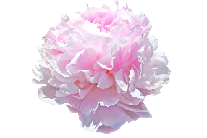 <h4>Paeonia Pink Giant</h4>