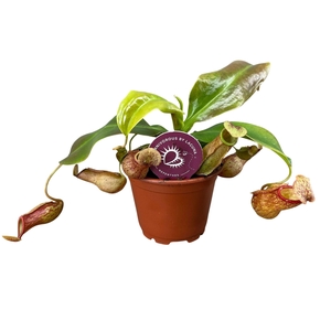 Nepenthes Gaya 8,5 cm