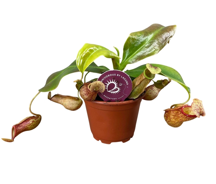 <h4>Nepenthes Gaya 8,5 cm</h4>