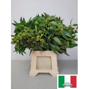 EUC ROBUSTA BES PB