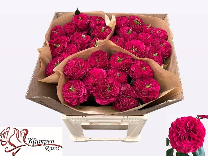 <h4>R GR CHERRY VELVET</h4>