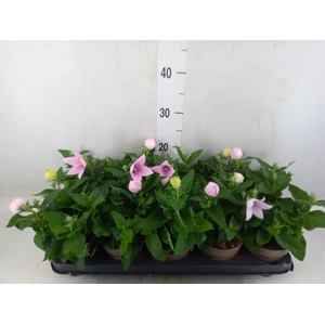 Platycodon grand. 'Astra Pink'