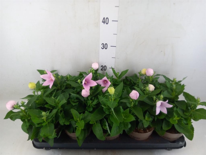 <h4>Platycodon grand. 'Astra Pink'</h4>