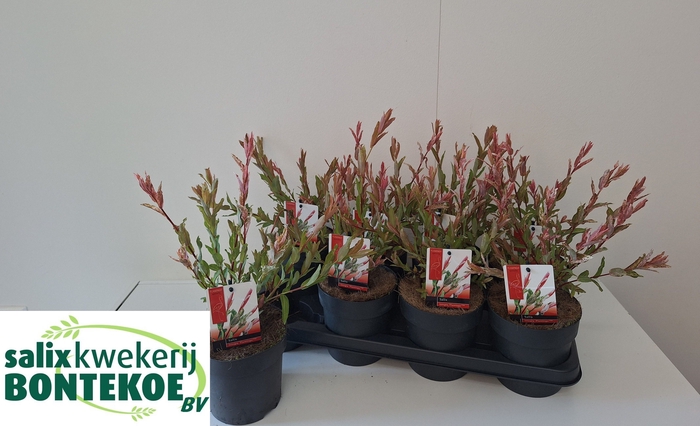 <h4>SALIX IN FLAMINGO</h4>
