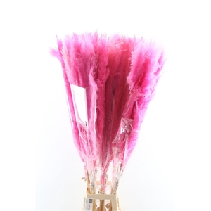 Dried Cortaderia Dadang Soft Pink 140cm P Stem