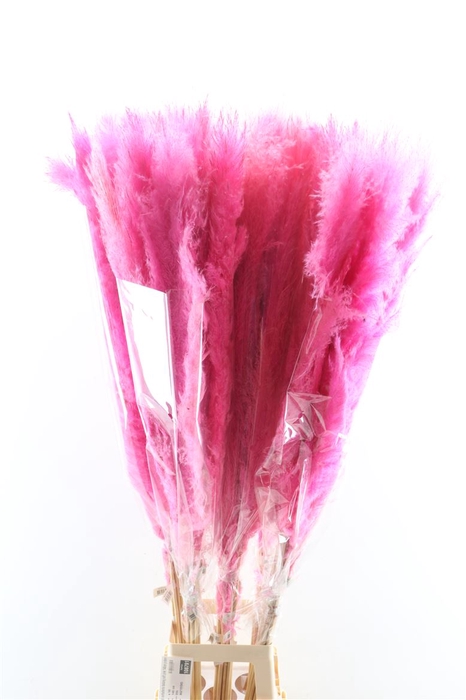 <h4>Dried Cortaderia Dadang Soft Pink 140cm P Stem</h4>