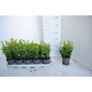 Buxu Sempervirens