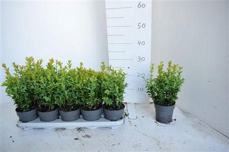 <h4>Buxu Sempervirens</h4>