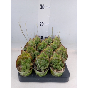 Cactus   ...