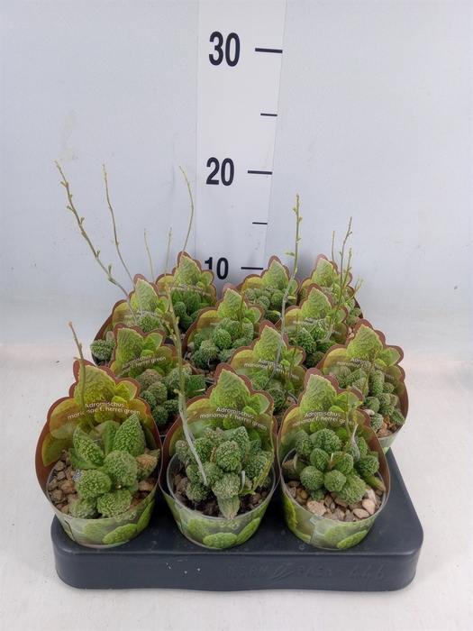 <h4>Cactus   ...</h4>