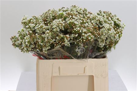 <h4>Chamelauc Dawn Pearl</h4>