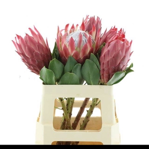 PROTEA CY RED REX