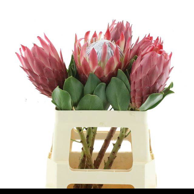 <h4>PROTEA CY RED REX</h4>