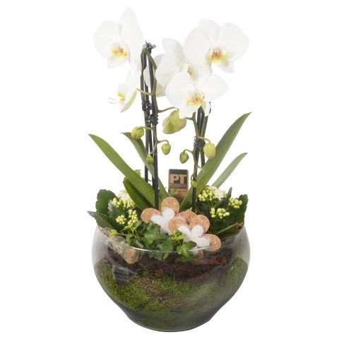 <h4>Opm Pt CC231 Indoor Glas Schaal</h4>