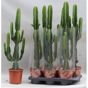 EUPHOR ACRURENSIS