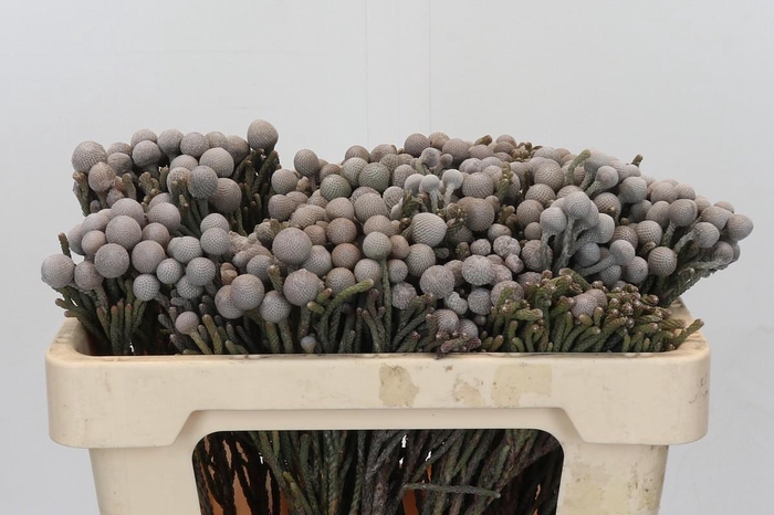 <h4>Cape Green Silver Brunia</h4>