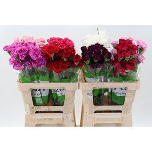 Di St Diverse novelties Ass 60cm