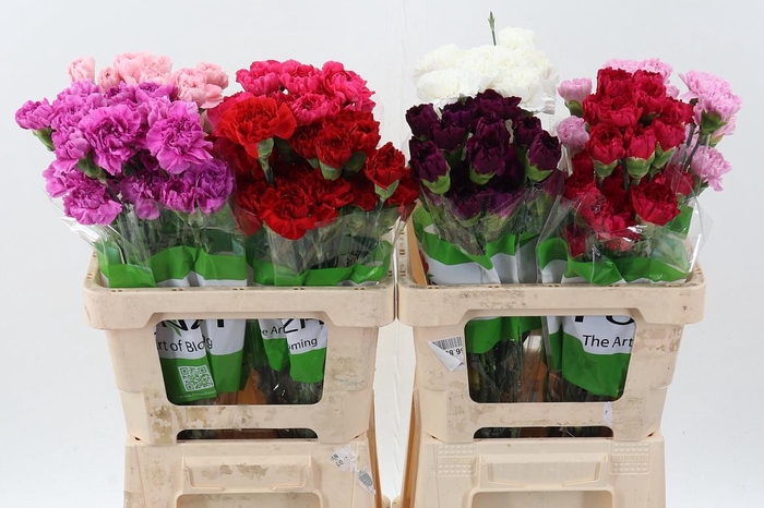 <h4>Di St Diverse novelties Ass 60cm   Box</h4>