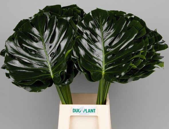 <h4>MONSTERA BLAD</h4>