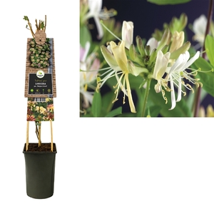 Lonicera per. 'Belgica Select' +3.0 label