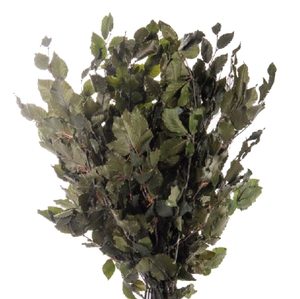 Fagus / Beech Green FAG/0105