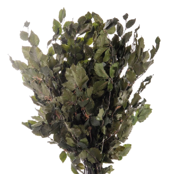 Fagus / Beech Green FAG/0105