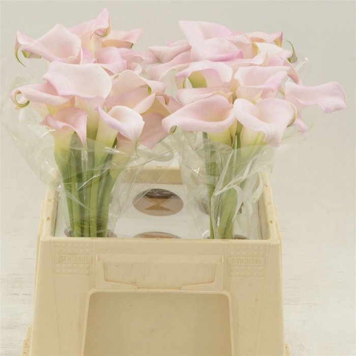 <h4>Calla Sweet Art</h4>