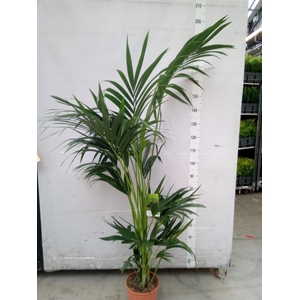 Howea forsteriana